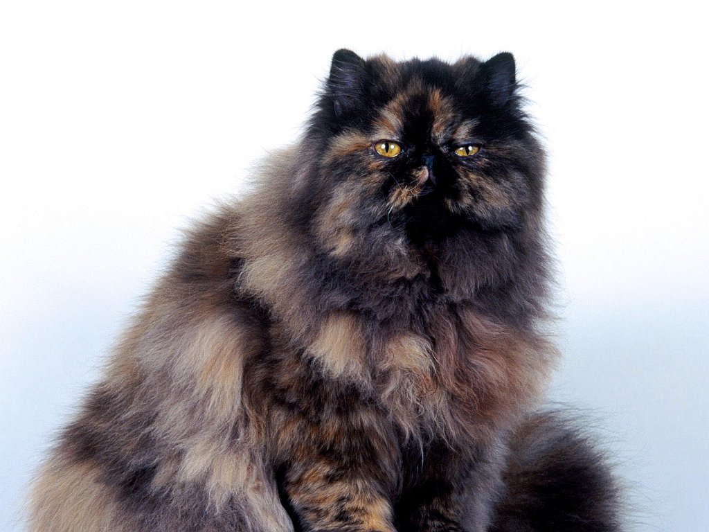 Fraiser, Persian Torti
